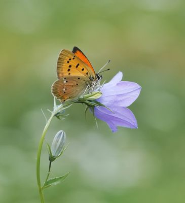 Morgenrood / Scarce copper