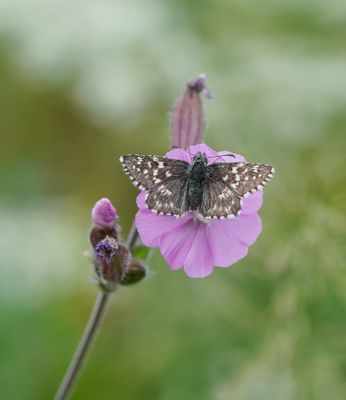 Zuidelijke Aardbeivlinder / Southern Grizzled Skipper