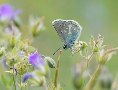 Zwart Blauwtje / Geranium Argus