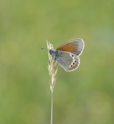 Alpenhooibeestje / Alpine Heath