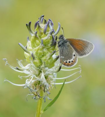 Alpenhooibeestje / Alpine Heath