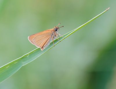 Zwartsprietdikkopje / Essex Skipper