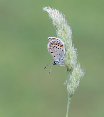 Heideblauwtje / Silver-studded Blue