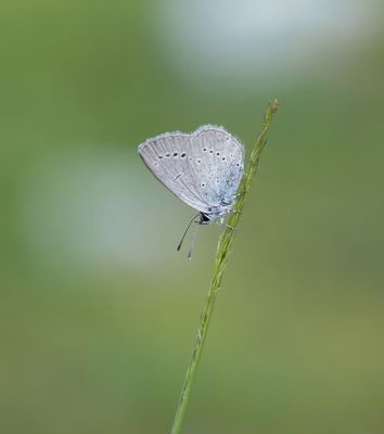 Dwergblauwtje / Little Blue, Small Blue