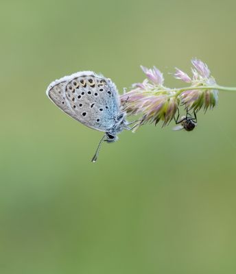 Vals Heideblauwtje / Idas Blue