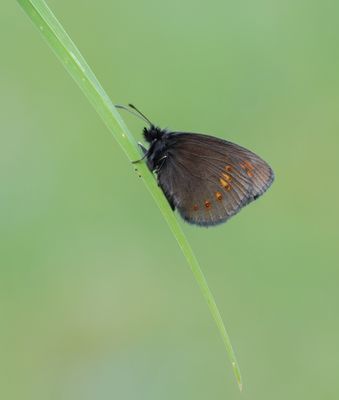 Amandeloogerebia / Almond Ringlet