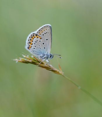 Vals Heideblauwtje / Idas Blue