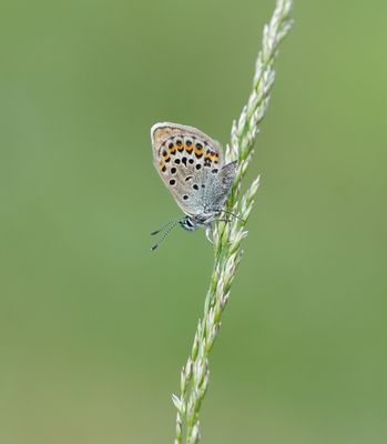 Heideblauwtje / Silver-studded Blue