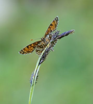 Woudparelmoervlinder / False Heath Fritillary