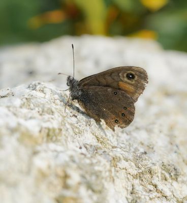 Kleine Rotsvlinder / Northern Wall Brown