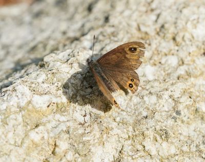 Kleine Rotsvlinder / Northern Wall Brown