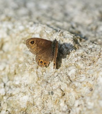 Kleine Rotsvlinder / Northern Wall Brown