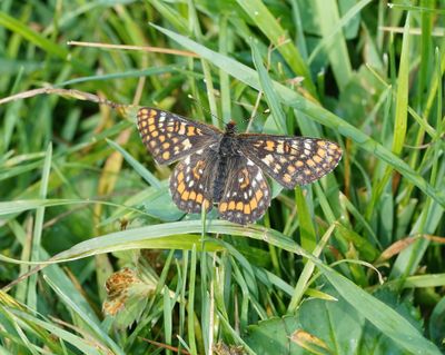 Oranjebonte Parelmoervlinder / Asian Fritillary