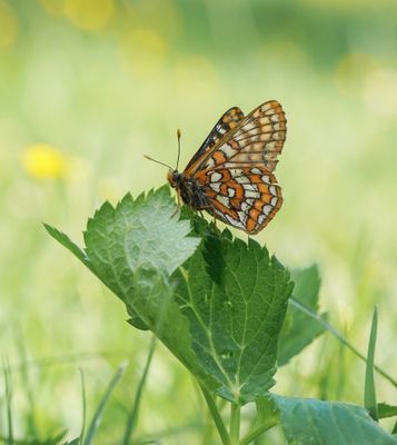 Oranjebonte Parelmoervlinder / Asian Fritillary