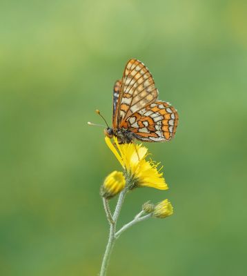 Oranjebonte Parelmoervlinder / Asian Fritillary
