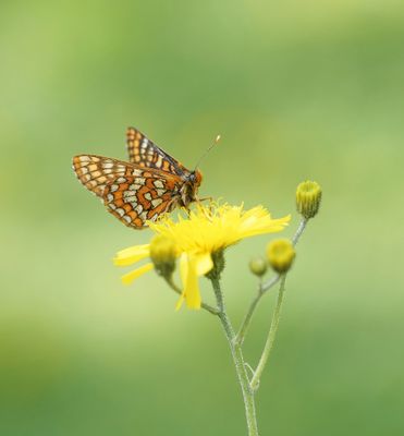 Oranjebonte Parelmoervlinder / Asian Fritillary