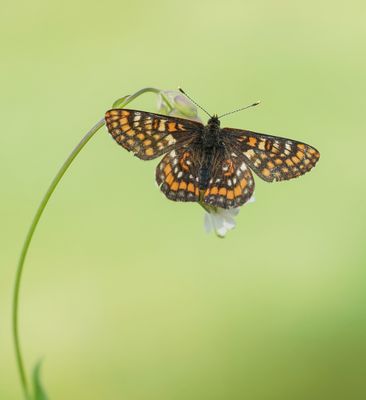Oranjebonte Parelmoervlinder / Asian Fritillary