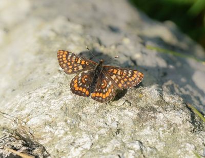 Oranjebonte Parelmoervlinder / Asian Fritillary