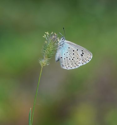 Tijmblauwtje / Large Blue