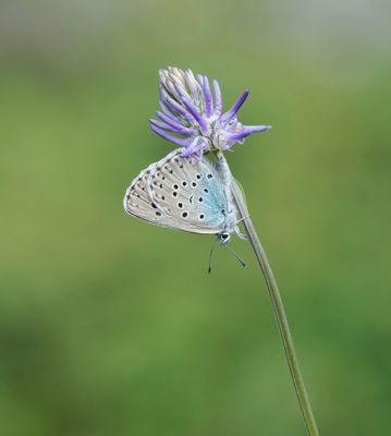 Tijmblauwtje / Large Blue