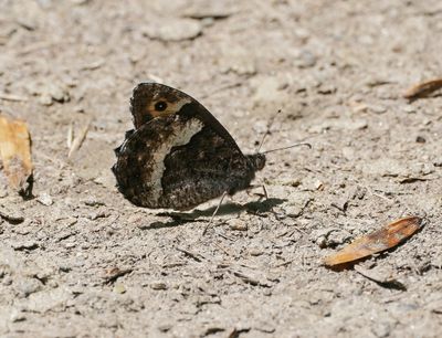 Zwitserse Boswachter / Lesser Rock Grayling