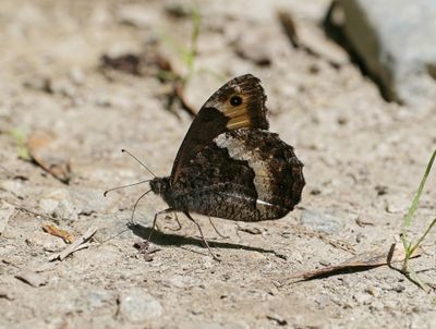 Zwitserse Boswachter / Lesser Rock Grayling