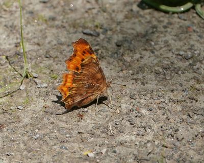 Gehakkelde Aurelia / Comma Butterfly
