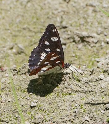 Blauwe IJsvogelvlinder / Southern White Admiral