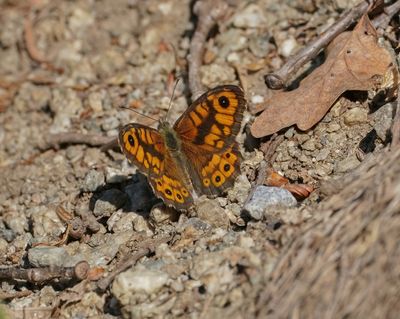 Argusvlinder / Wall Brown