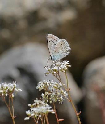 Getand Blauwtje / Meleager's Blue