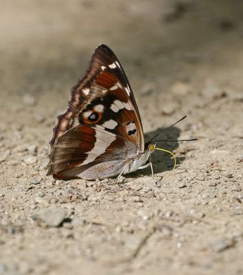 Grote Weerschijnvlinder / Purple Emperor