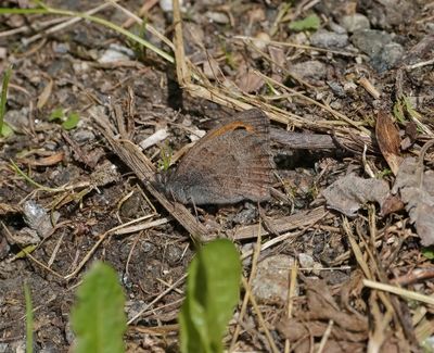Grauw Zandoogje / Dusky Meadow Brown
