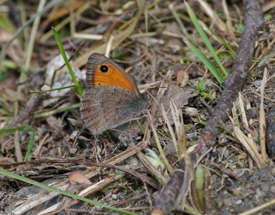 Grauw Zandoogje / Dusky Meadow Brown