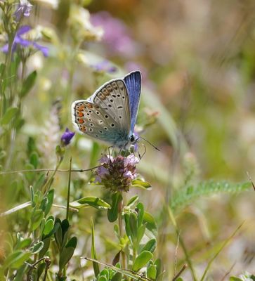 Icarusblauwtje / Common Blue
