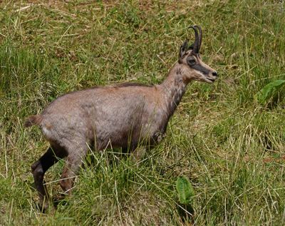 Gems / Chamois