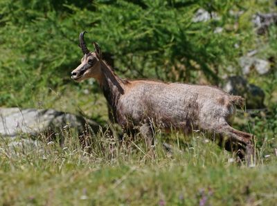Gems / Chamois