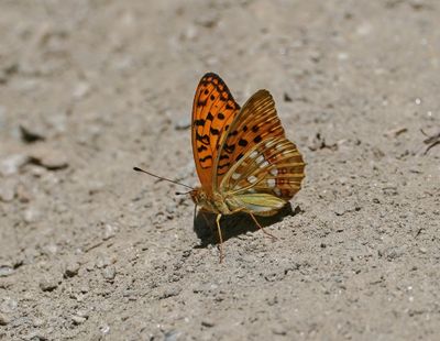 Bosrandparelmoervlinder / High Brown Fritillary