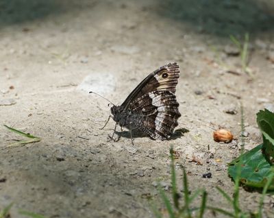 Zwitserse Boswachter / Lesser Rock Grayling