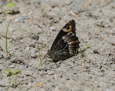Zwitserse Boswachter / Lesser Rock Grayling