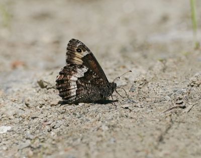 Zwitserse Boswachter / Lesser Rock Grayling