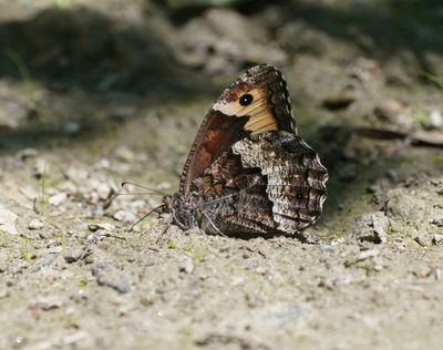 Zwitserse Boswachter / Lesser Rock Grayling