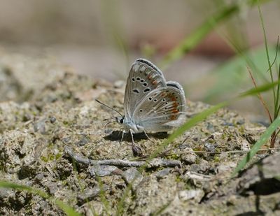 Turkooisblauwtje / Turquoise Blue