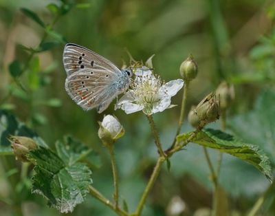 Turkooisblauwtje / Turquoise Blue