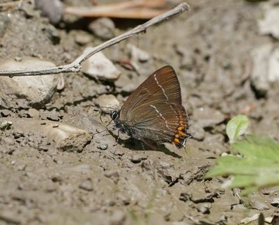 Iepenpage / White-letter Hairstreak