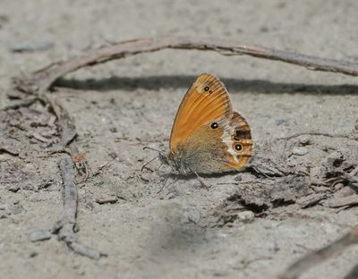 Tweekleurig Hooibeestje / Pearly Heath 