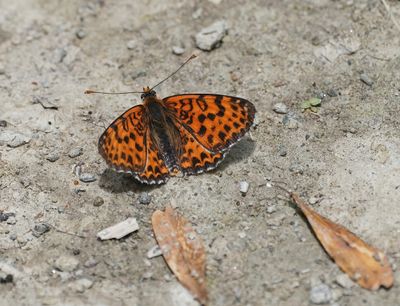 Tweekleurige Parelmoervlinder / Spotted Fritillary