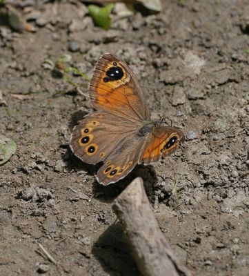 Rotsvlinder / Large Wall Brown