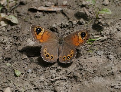 Rotsvlinder / Large Wall Brown