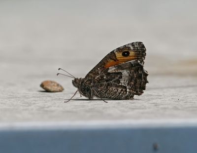Heivlinder / Grayling