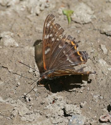 Grote IJsvogelvlinder / Poplar Admiral